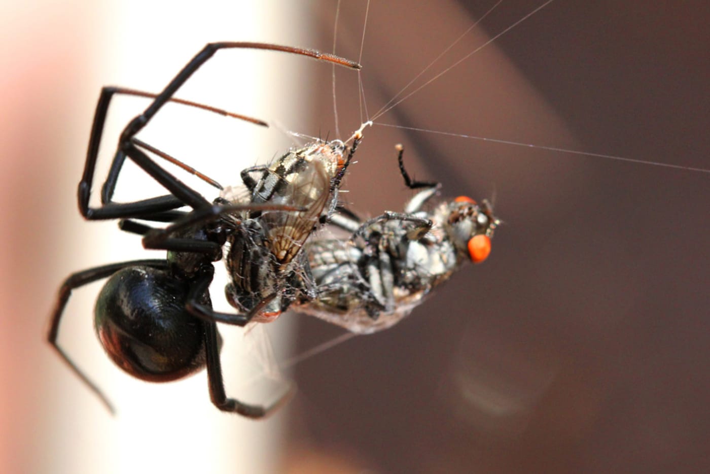 Black widow and its lunch