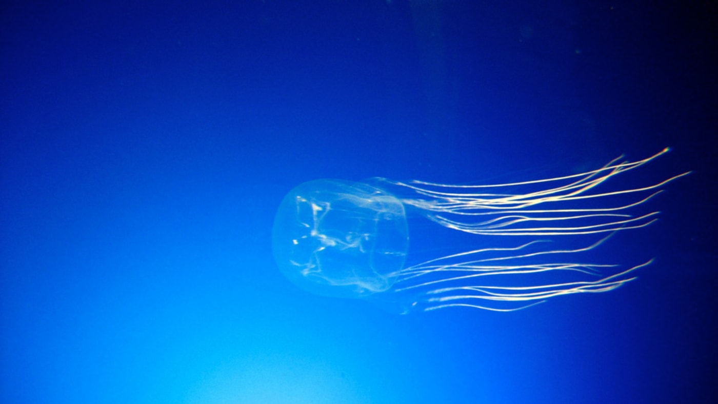 Small box jellyfish