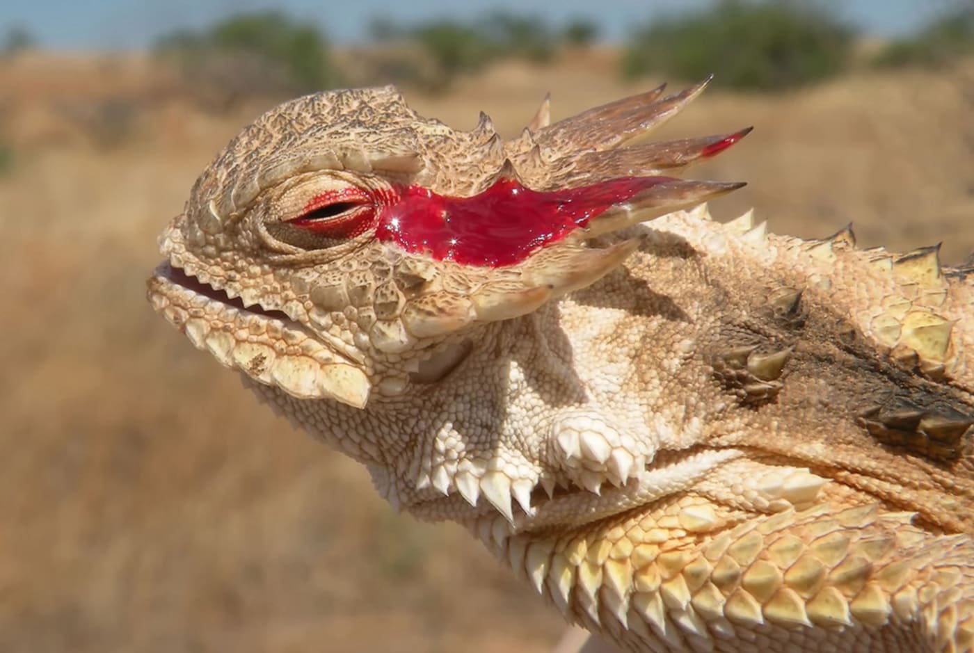 Regal horned lizard