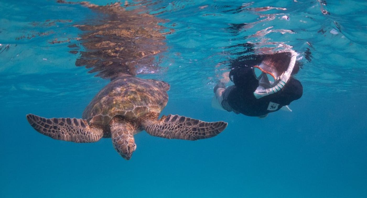 WWF’s Chris Hof beside a green turtle at Heron Island