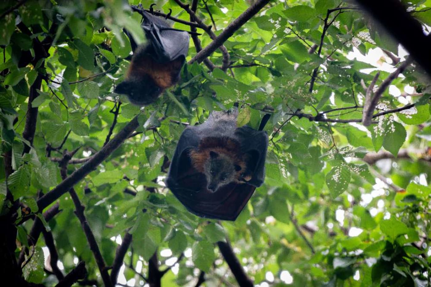 Sprinkler system gives hope to flying foxes