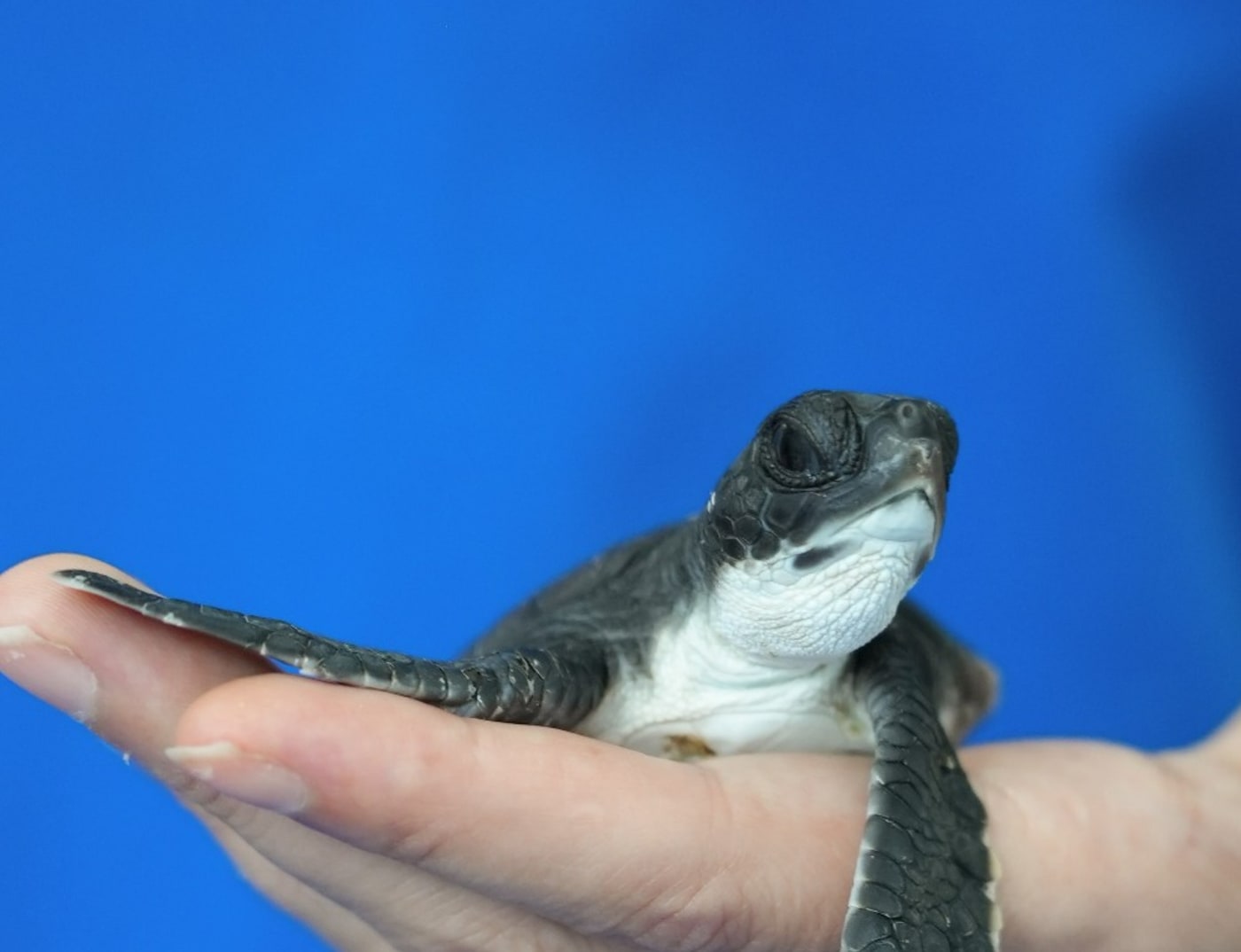 Pretzel= the plucky turtle hatchling