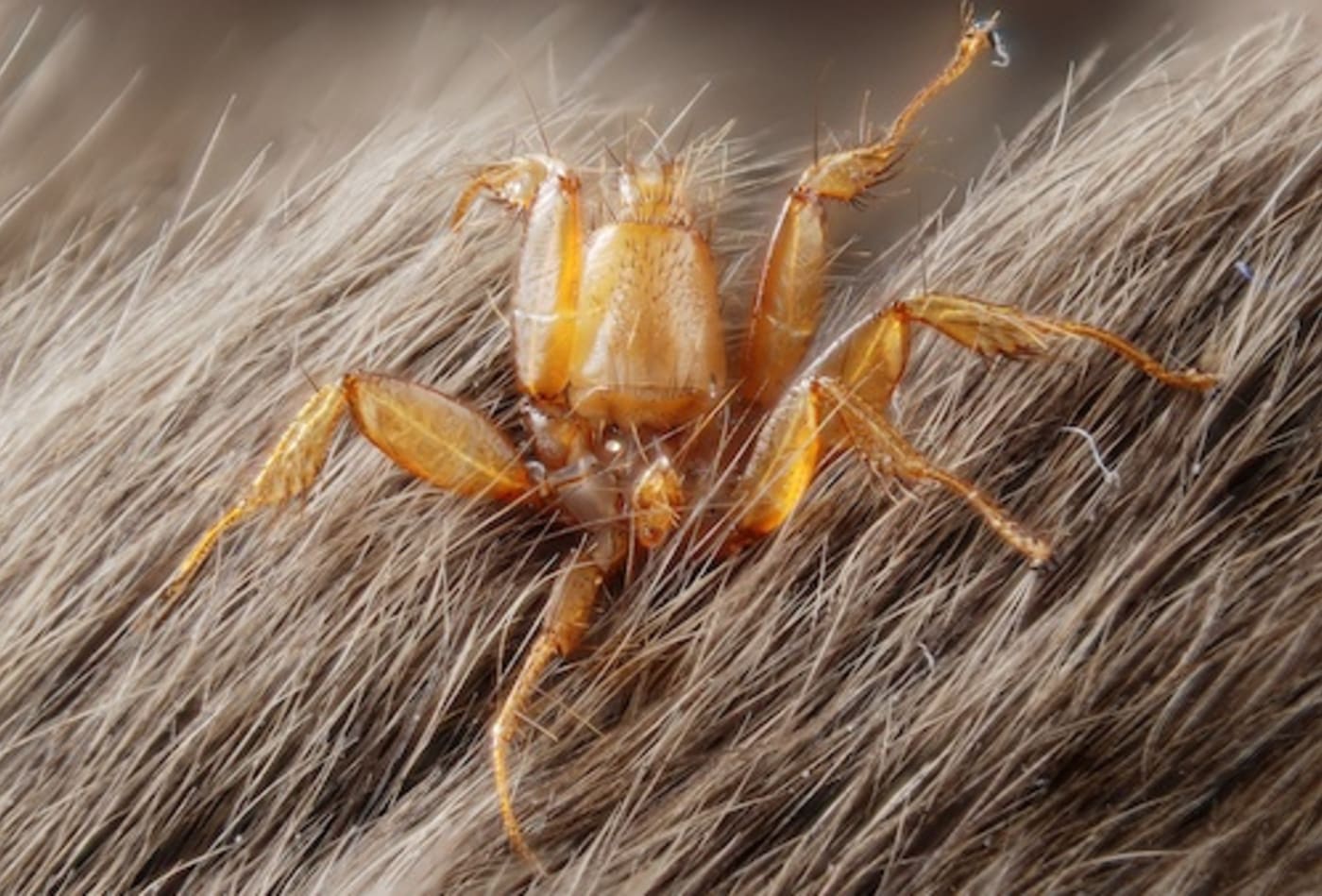 Nycteribiidae - wingless bat fly