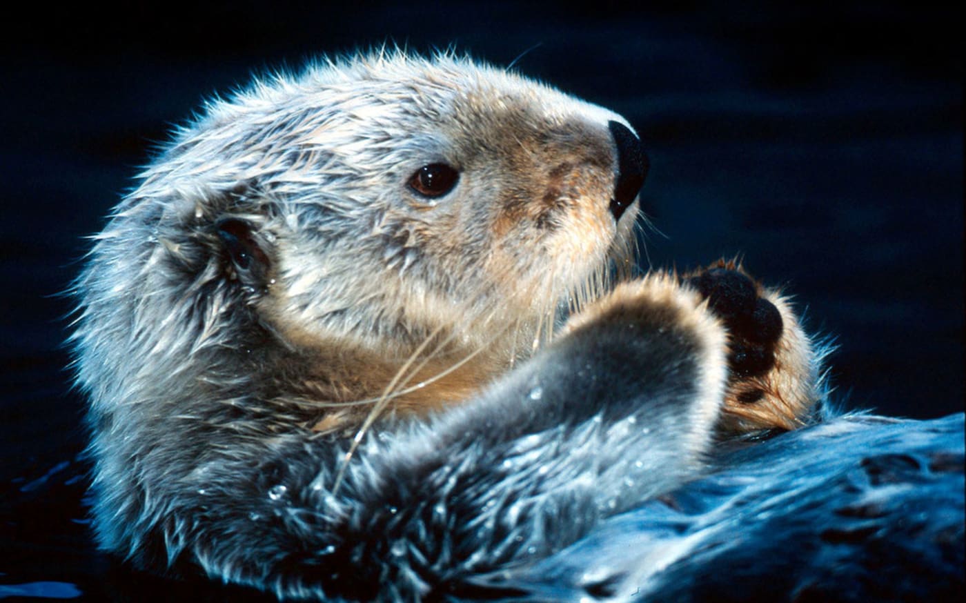 Sea otter in Alaska, USA