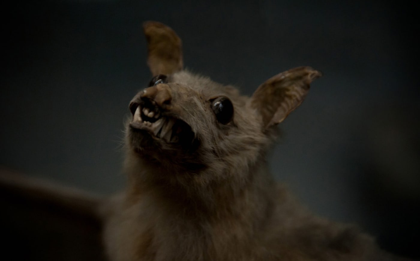 Vampire bat