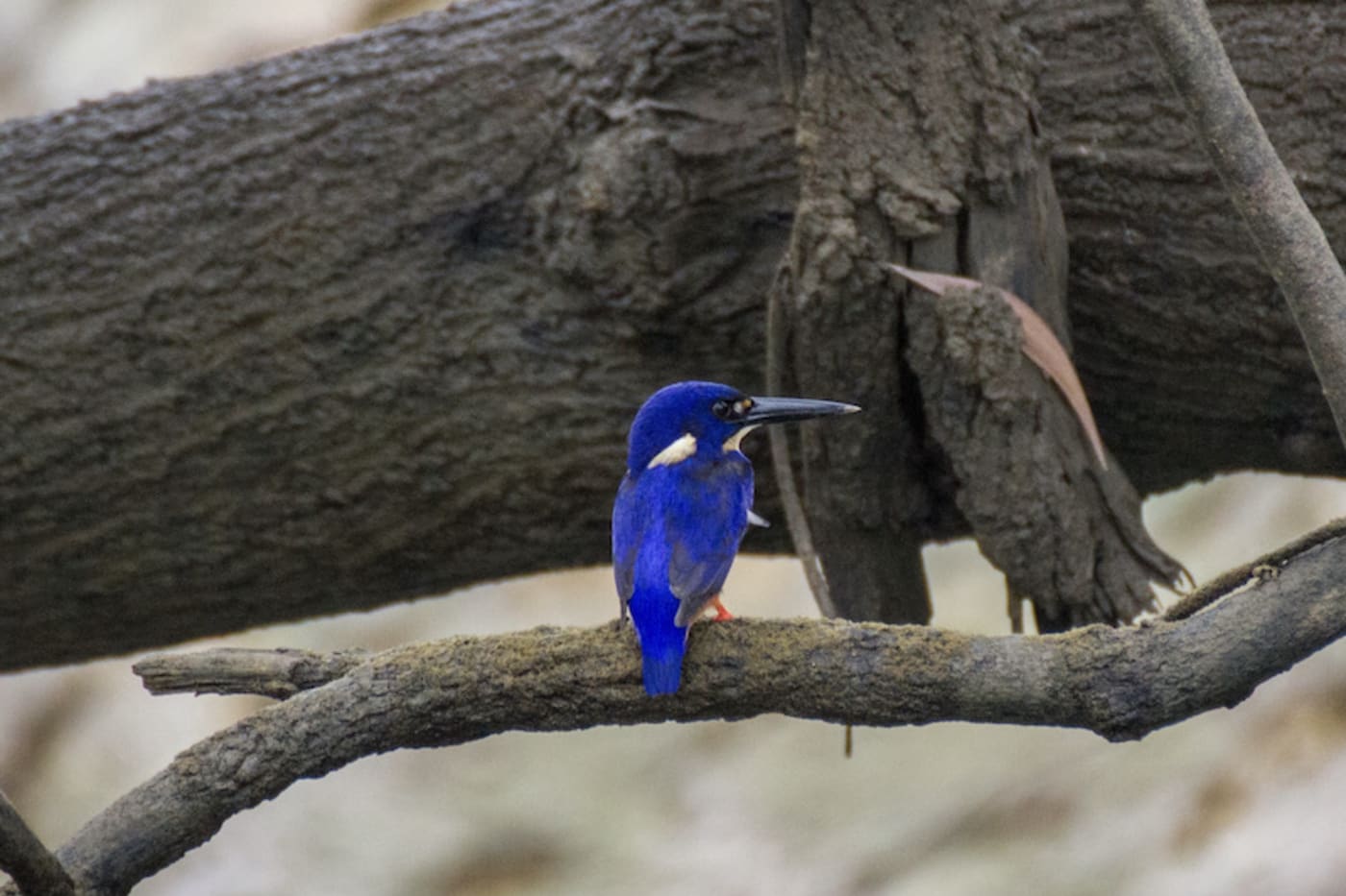 Azure kingfisher