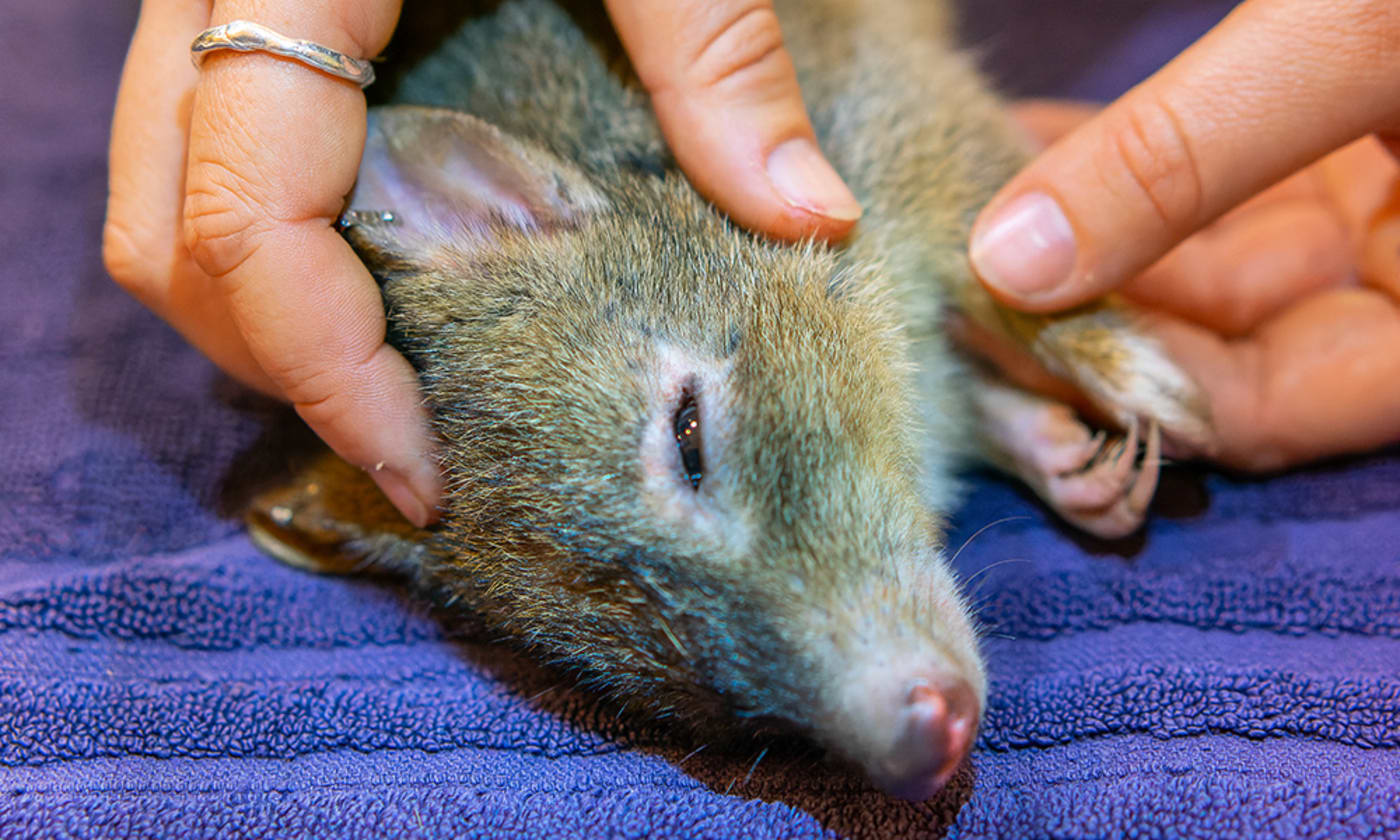 Noongar woylie undergoes health check in preparation for its journey to Guuranda (Yorke Peninsula)