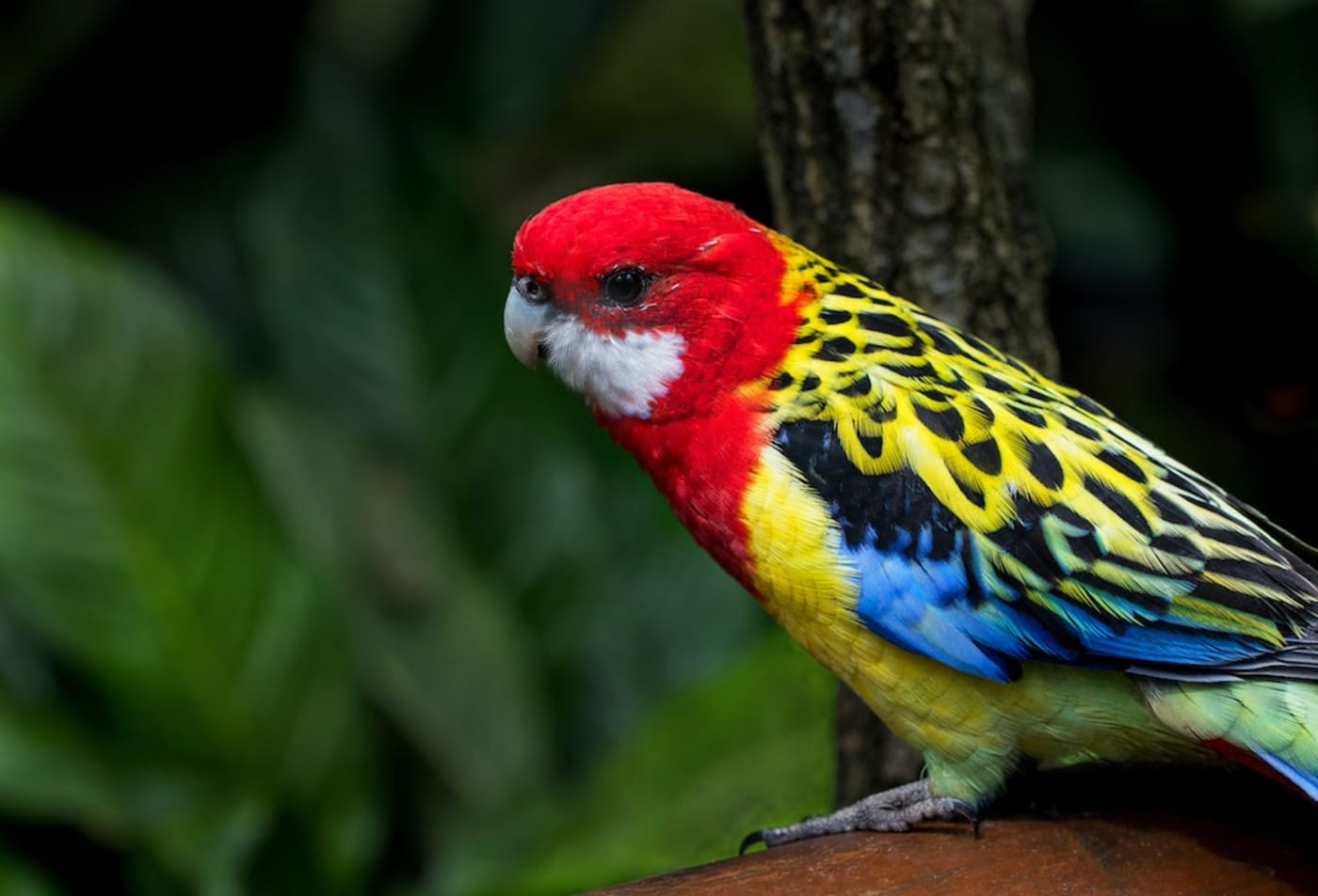 Eastern rosella