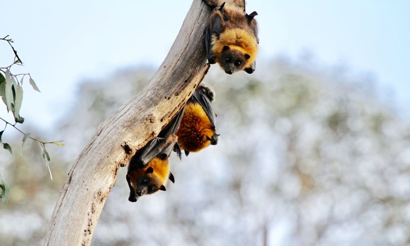 Flying foxes