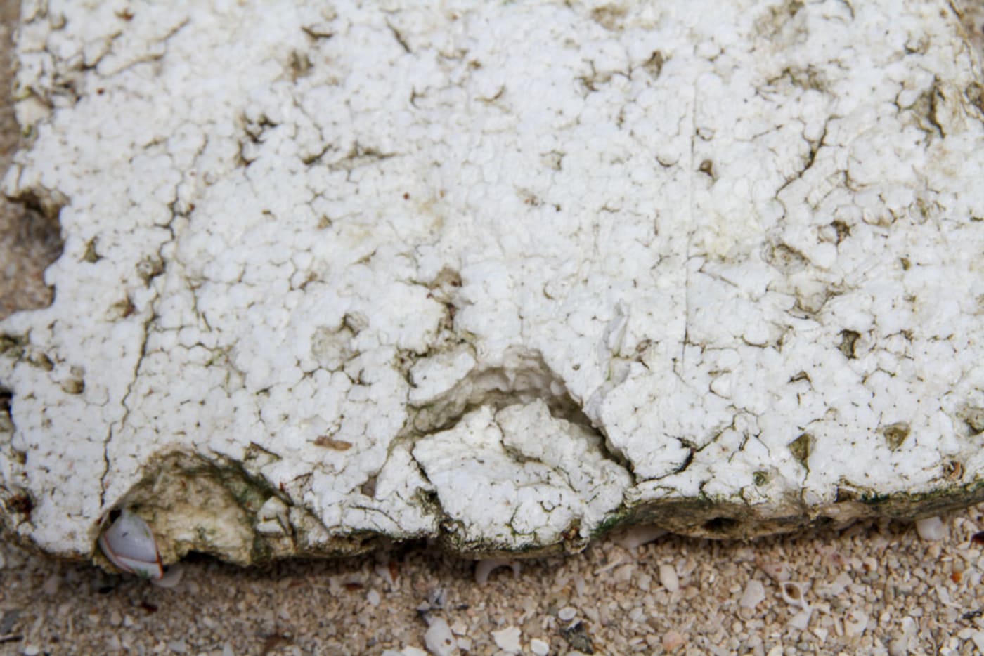 Polystyrene piece with turtle bite marks