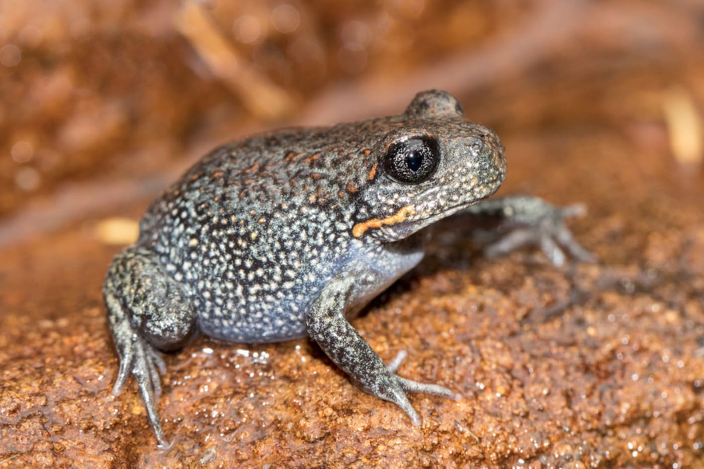 Giant burrowing frog (Heleioporus australiacus) resting on rock