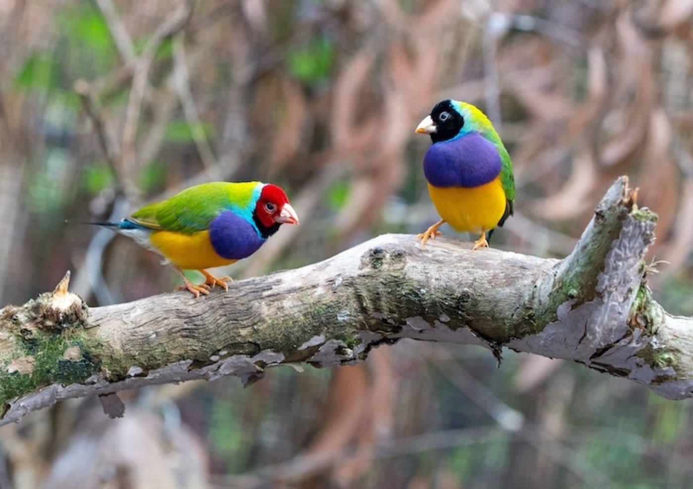 Gouldian finch