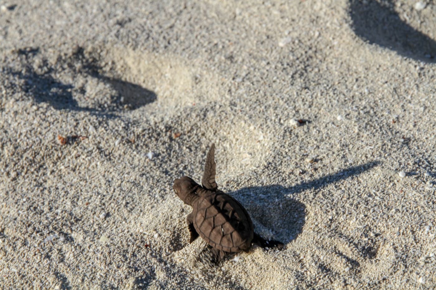 Hawksbill hatchling in Milman Island