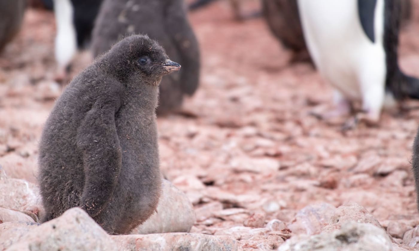 An Adelie penguin chick in Antarctica