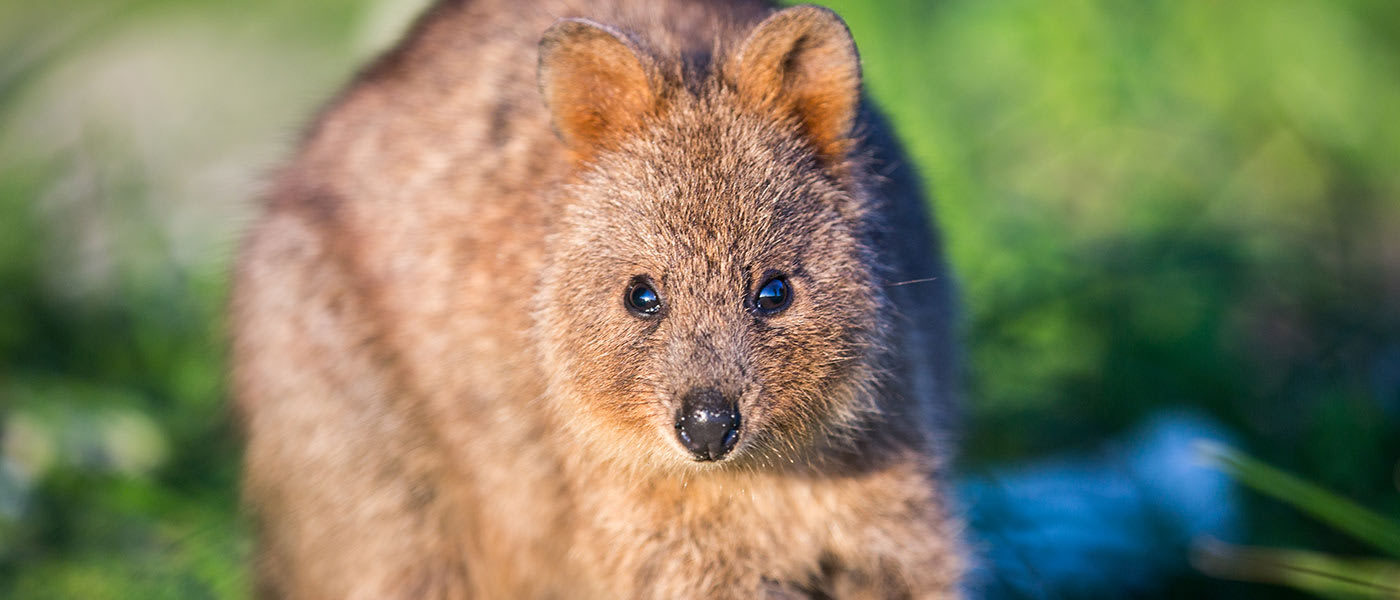 Quokka (setonix brachyurus)= Rottnest Island= Western Australia