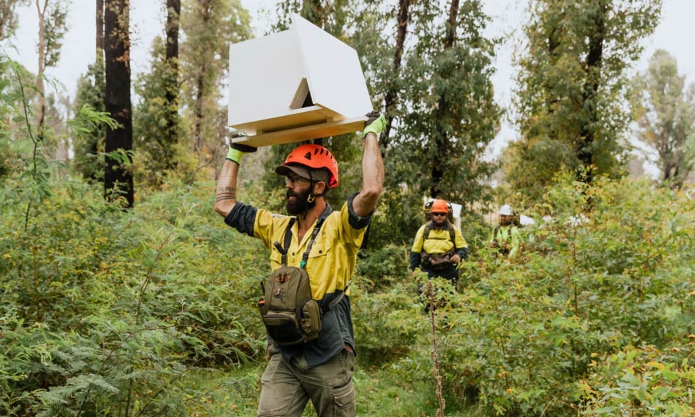 Brad Blake= Proect Manager at ProCon Wildlife Management carrying a greater glider nest box in East Gippsland