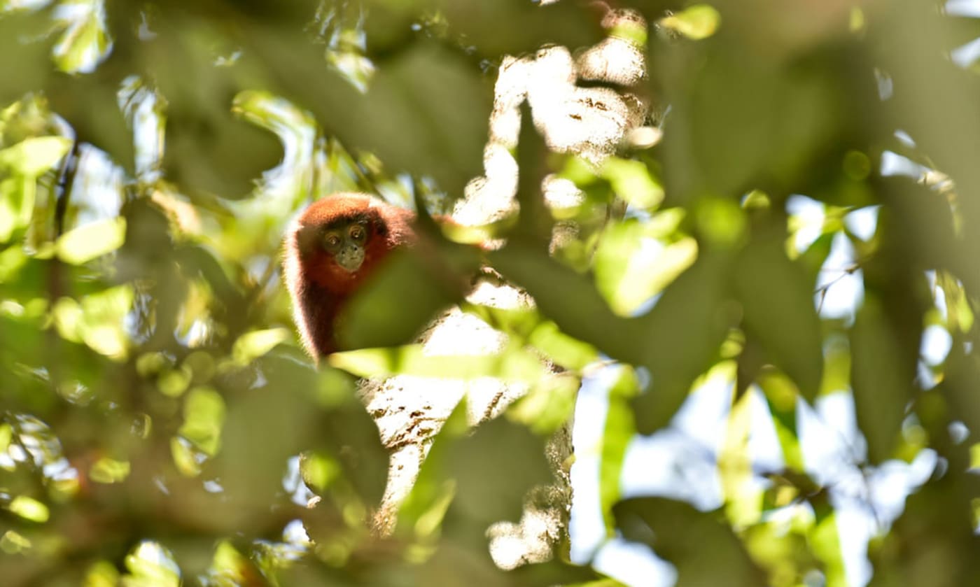A caquetá titi (Callicebus caquetensis) at Chandless State Park in the state of Acre= Brazilian Amazon
