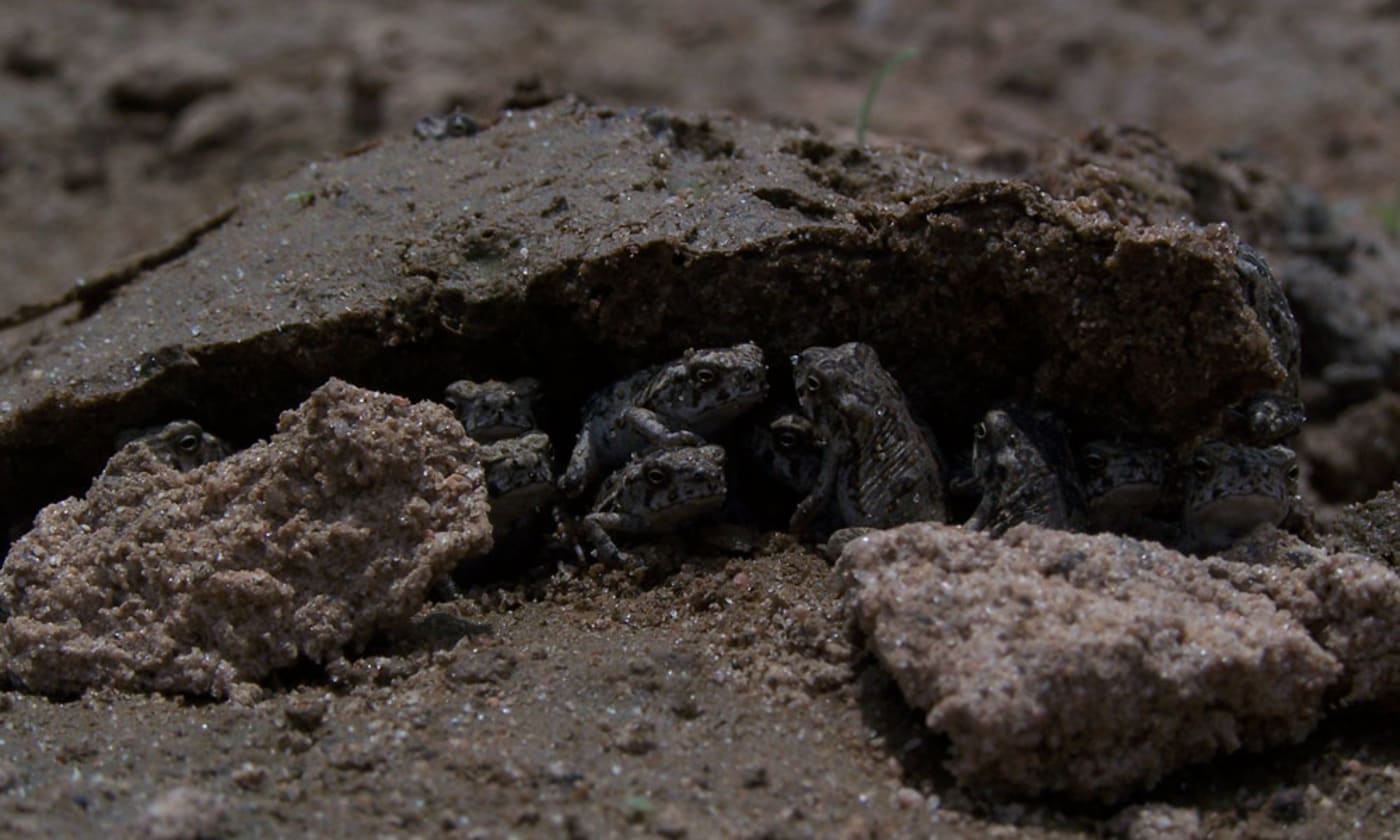 A knot of cane toad metamorphs