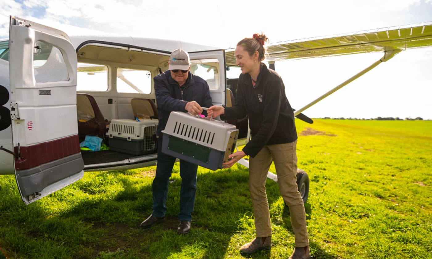 Claire Hartvigsen-Power unloads bettong from charter flight