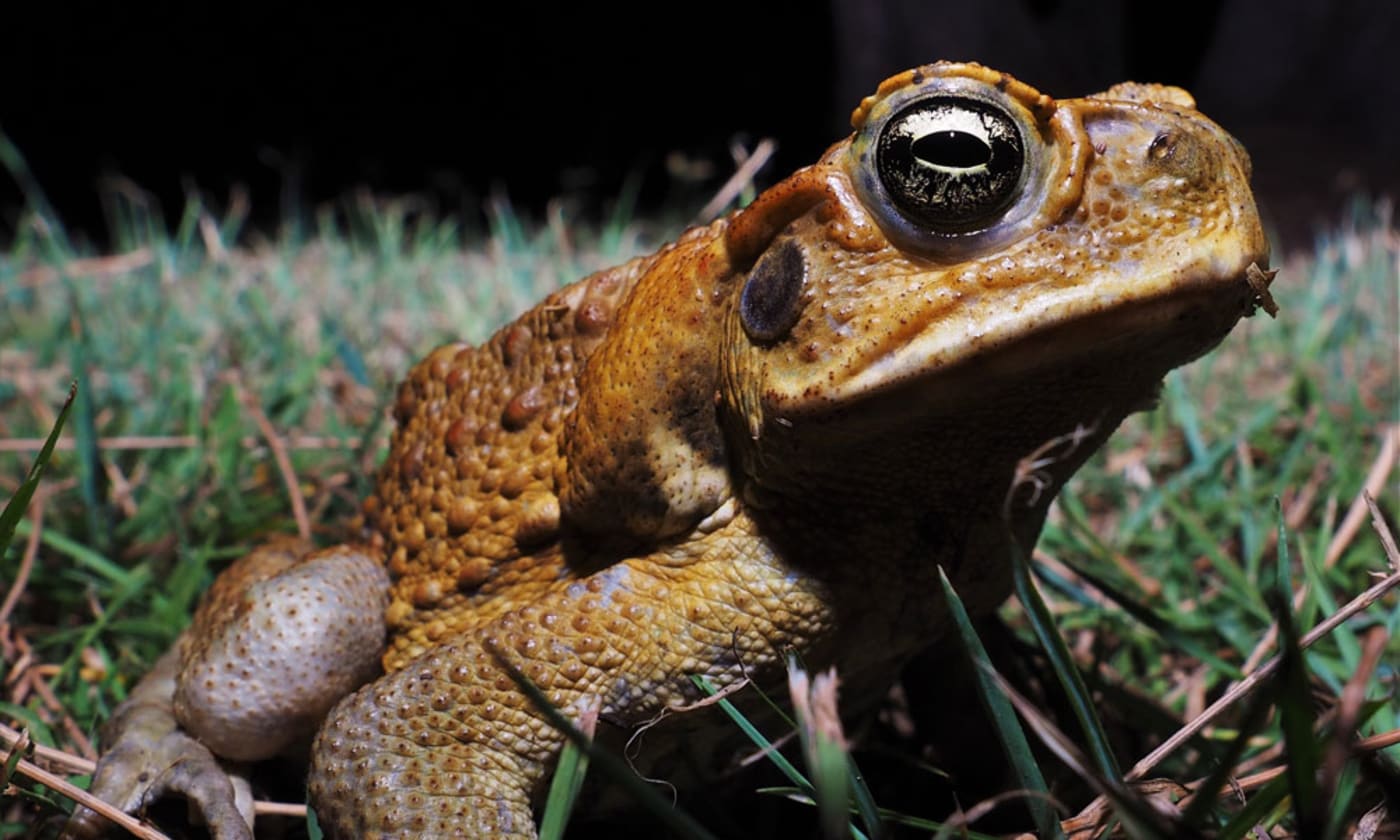 Close up of a cane toad