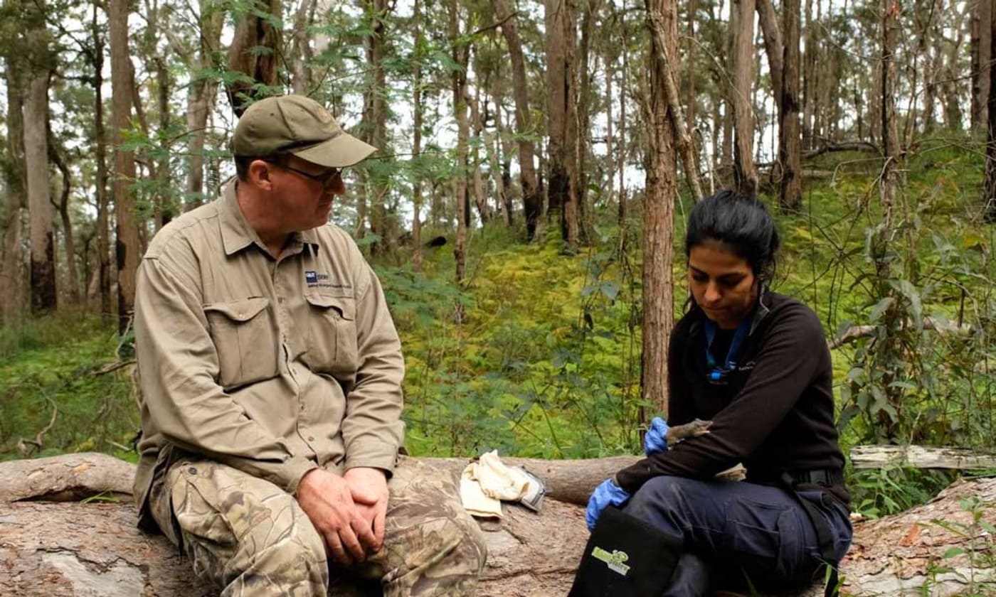 Dr Andrew Baker, Senior Lecturer in Ecology and Environmental Science at Queensland University of Technology (QUT) and Stephane Baptista, PhD Candidate finds a female silver-headed antechinus in Bulburin National Park