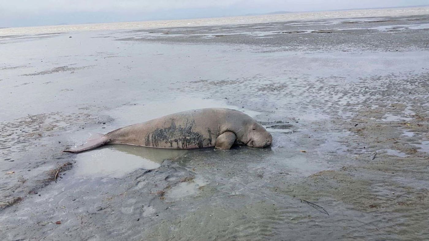 Dugong caught in gill net near Mackay, Queensland, April 2018