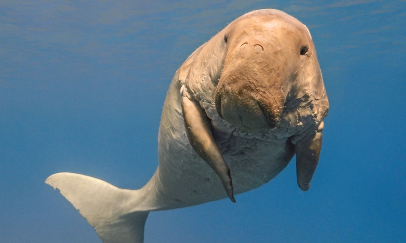 Dugong facing camera