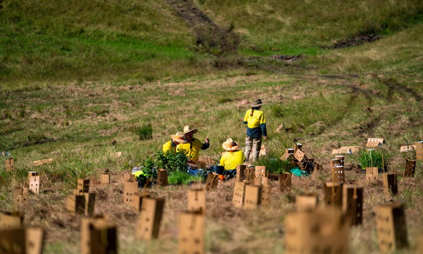 EcoCrews tree planting in Coila= NSW for WWF and Great Eastern Ranges Cores= Corridors and Koala project