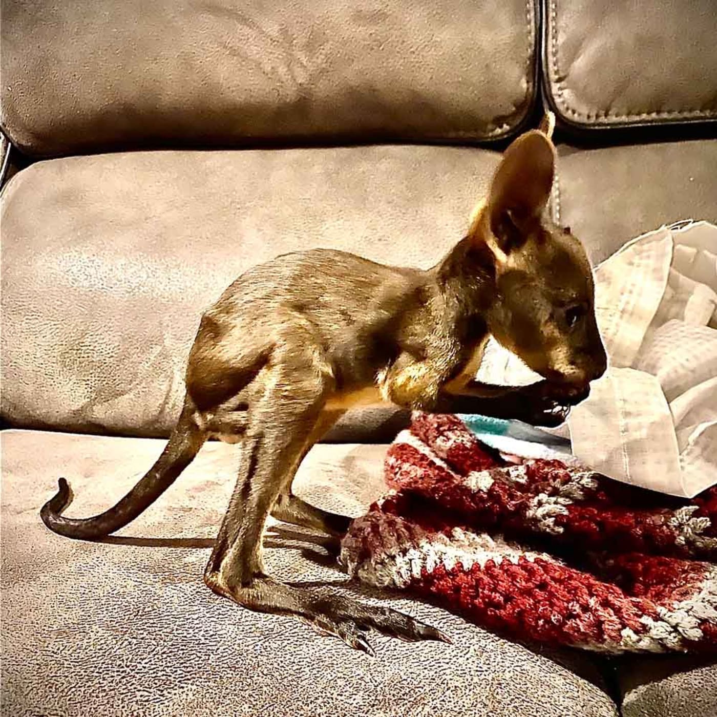 Grace the swamp wallaby joey in care with ROWA