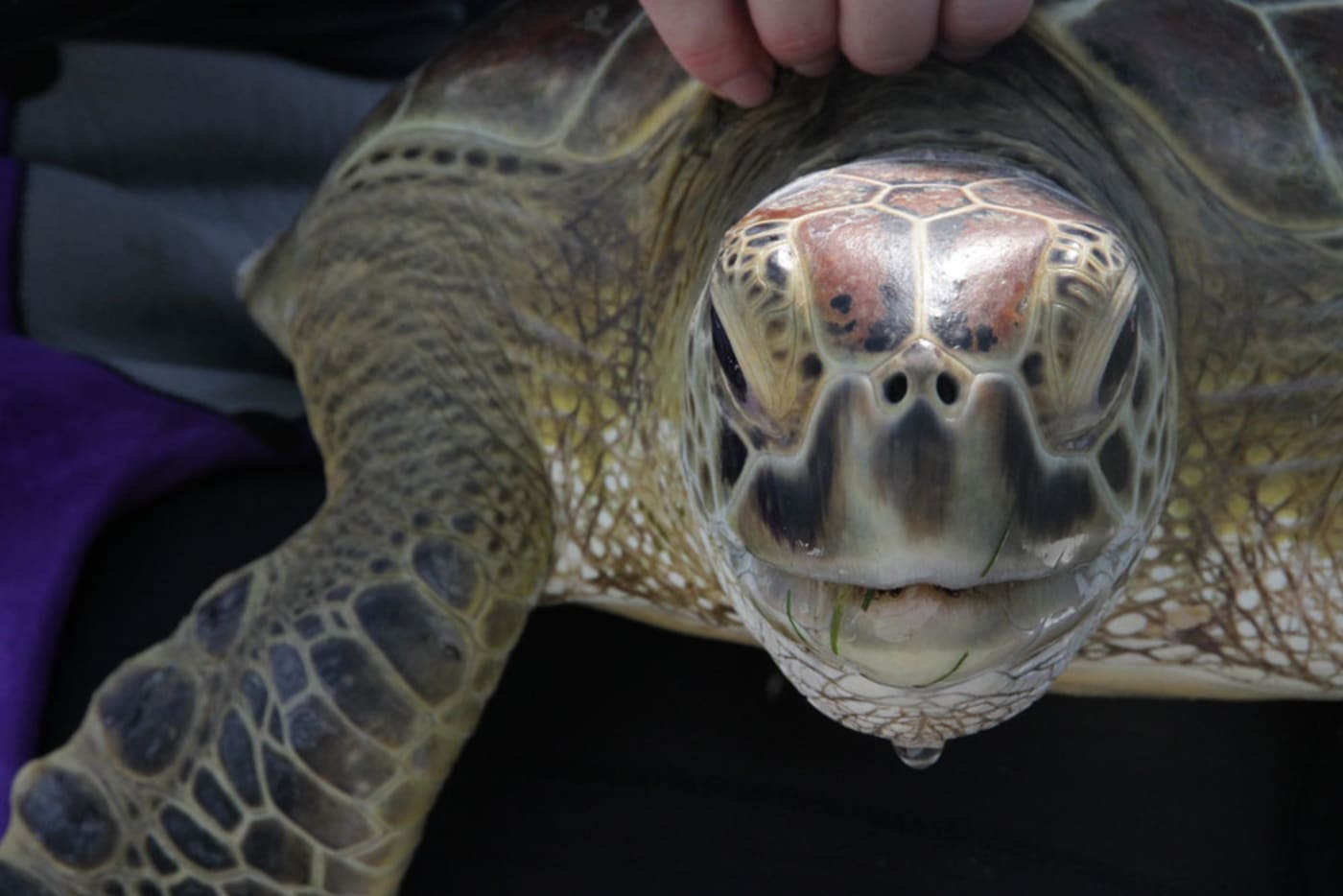 Green sea turtle in Bowen, Queensland