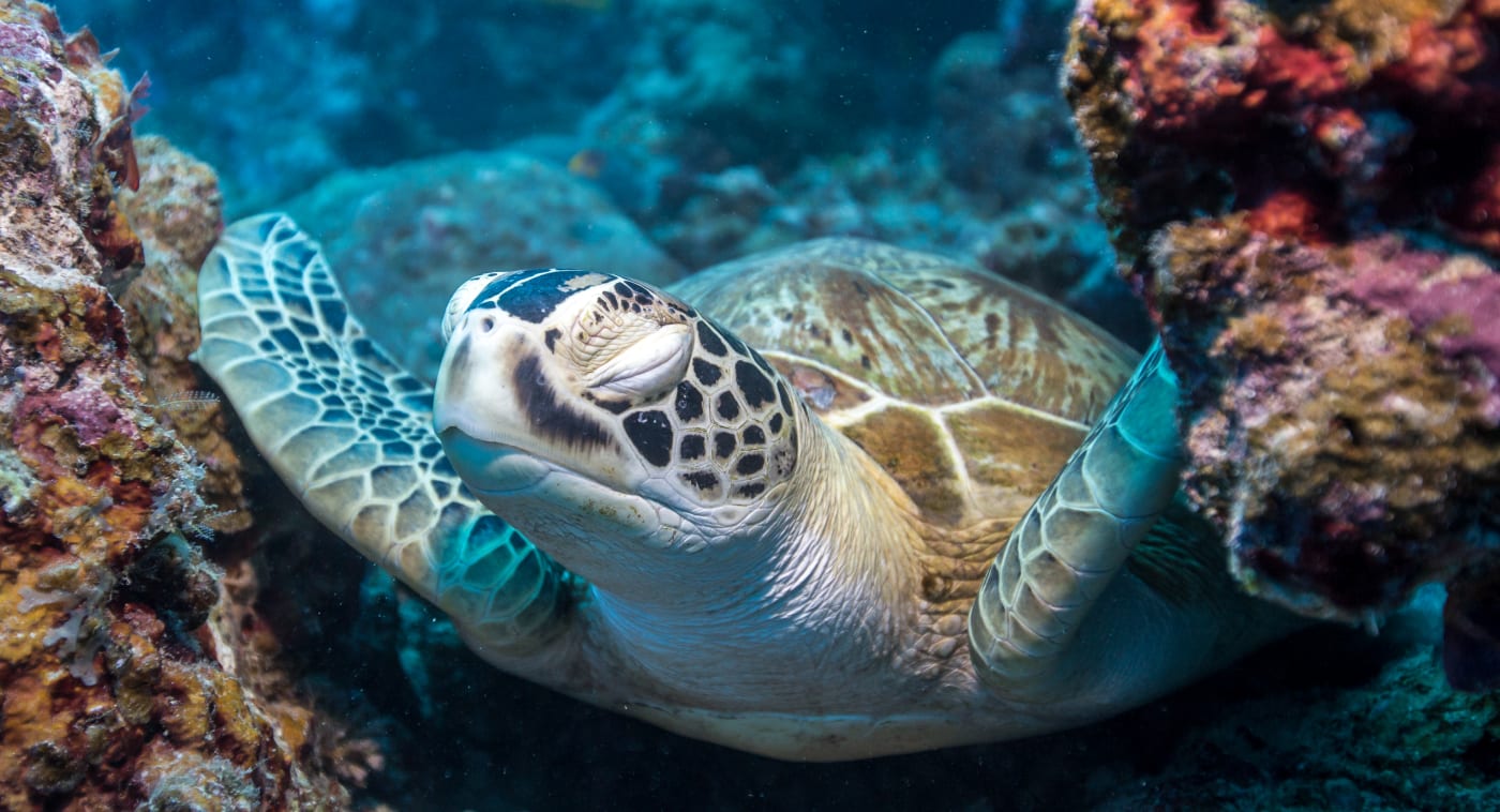 A green turtle (Chelonia mydas) having a rest on the coral sea floor. Lighthouse Bommie, Great Barrier Reef