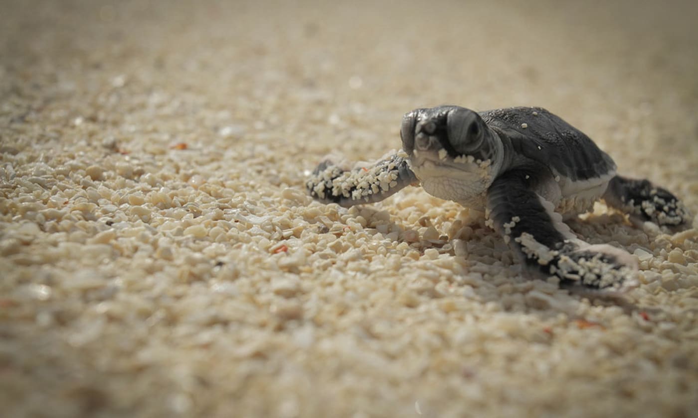 Green Turtle Hatchling