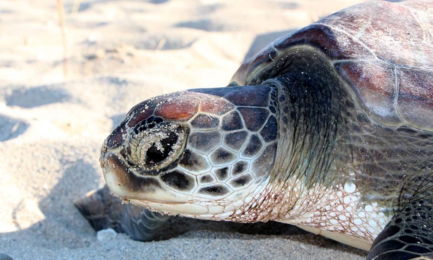 Green turtle being released, Howick Islands