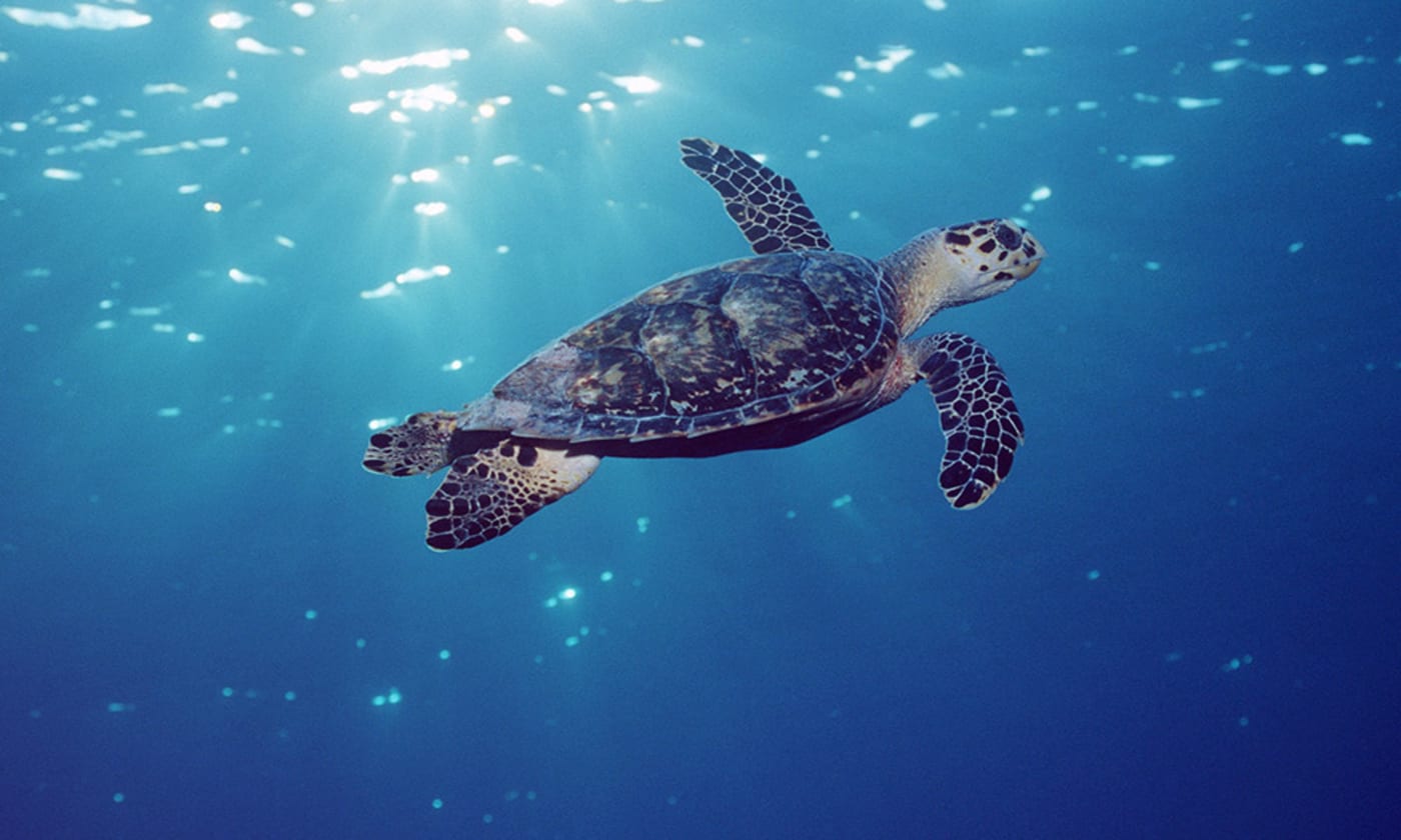 Hawksbill turtle (Eretmochelys imbricata) Grand Cayman, Caribbean, Atlantic Ocean
