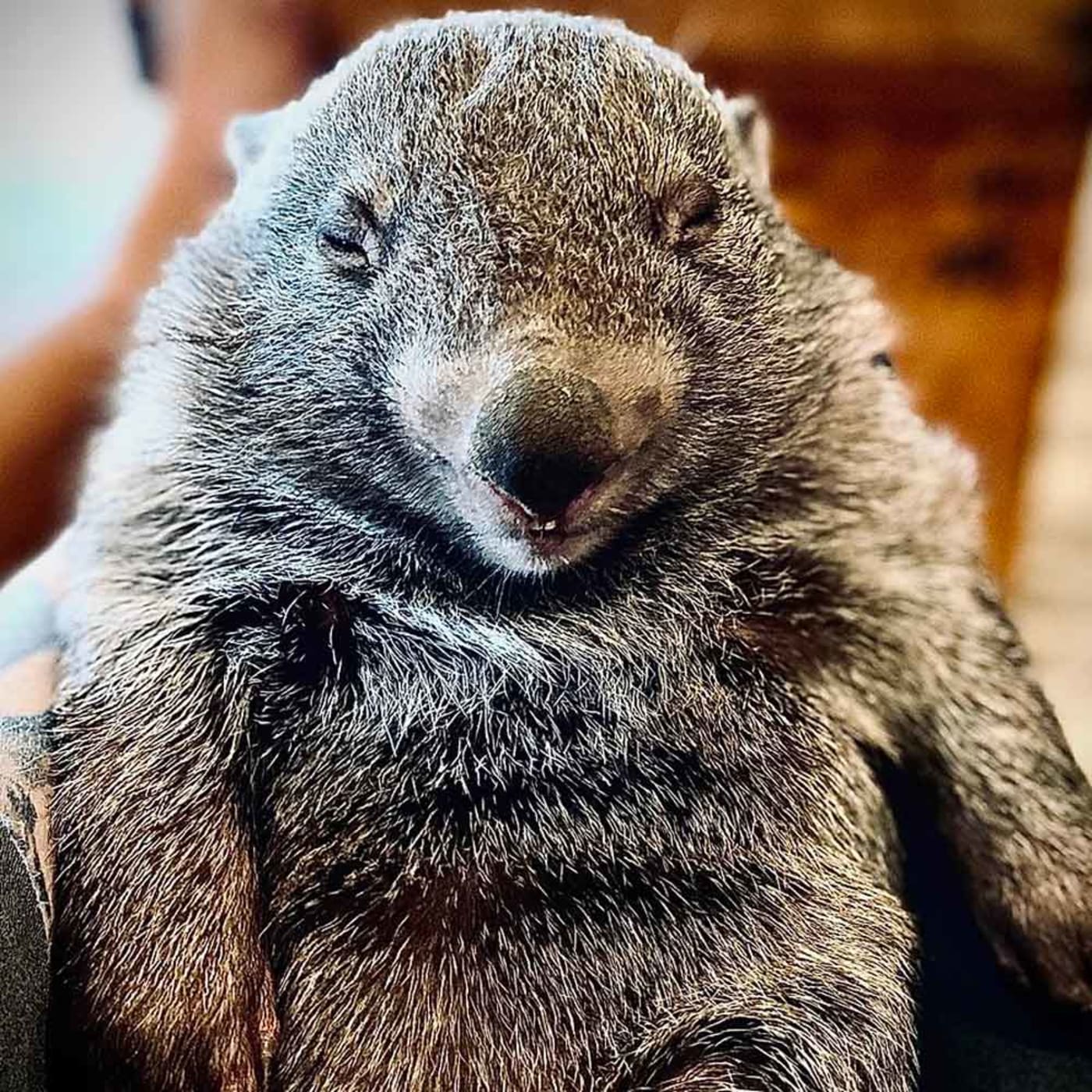 Iggy Bear the bare-nosed wombat in care with ROWA
