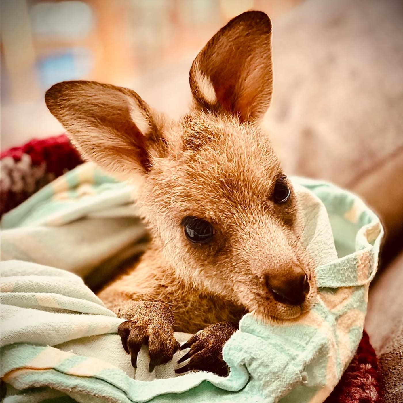 June the eastern grey kangaroo joey in care with ROWA