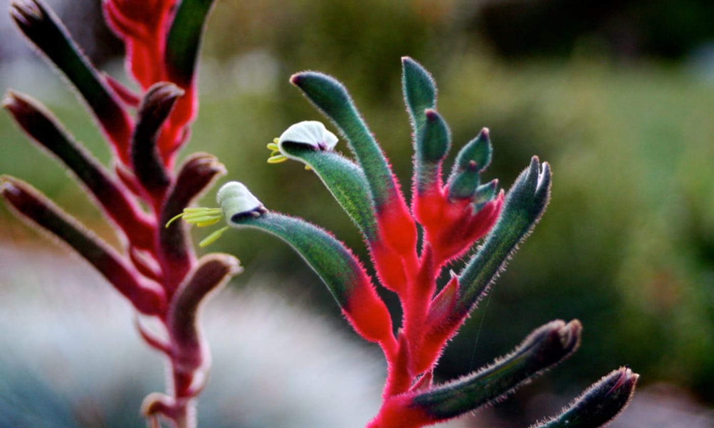 A blooming kangaroo paw