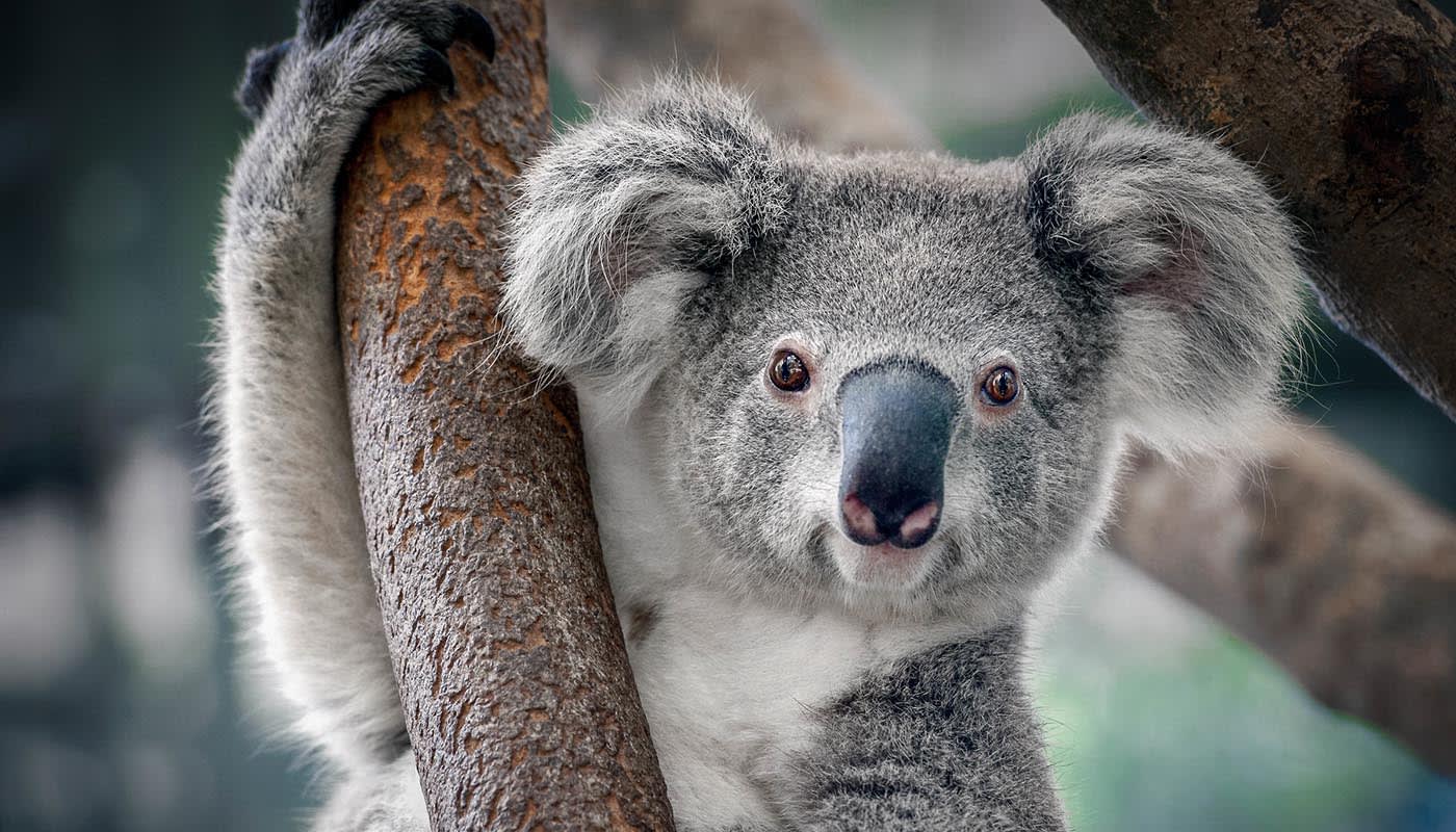 Koala (Phascolarctos cinereus) in a tree