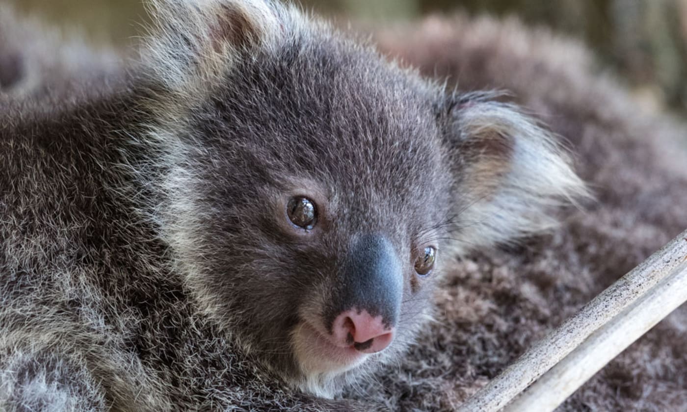 Koala joey on a property in Swan Bay