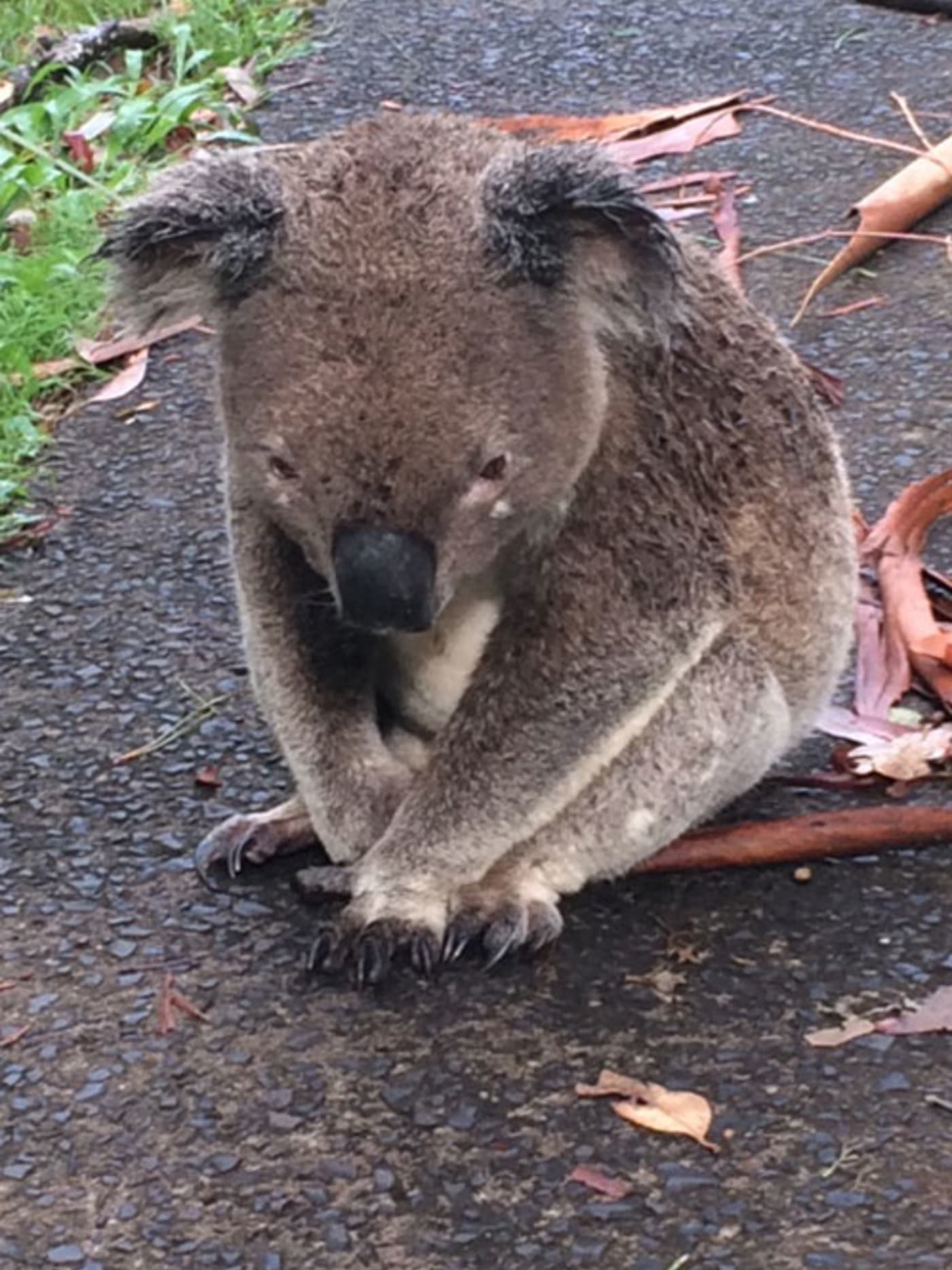 Injured koala on the ground