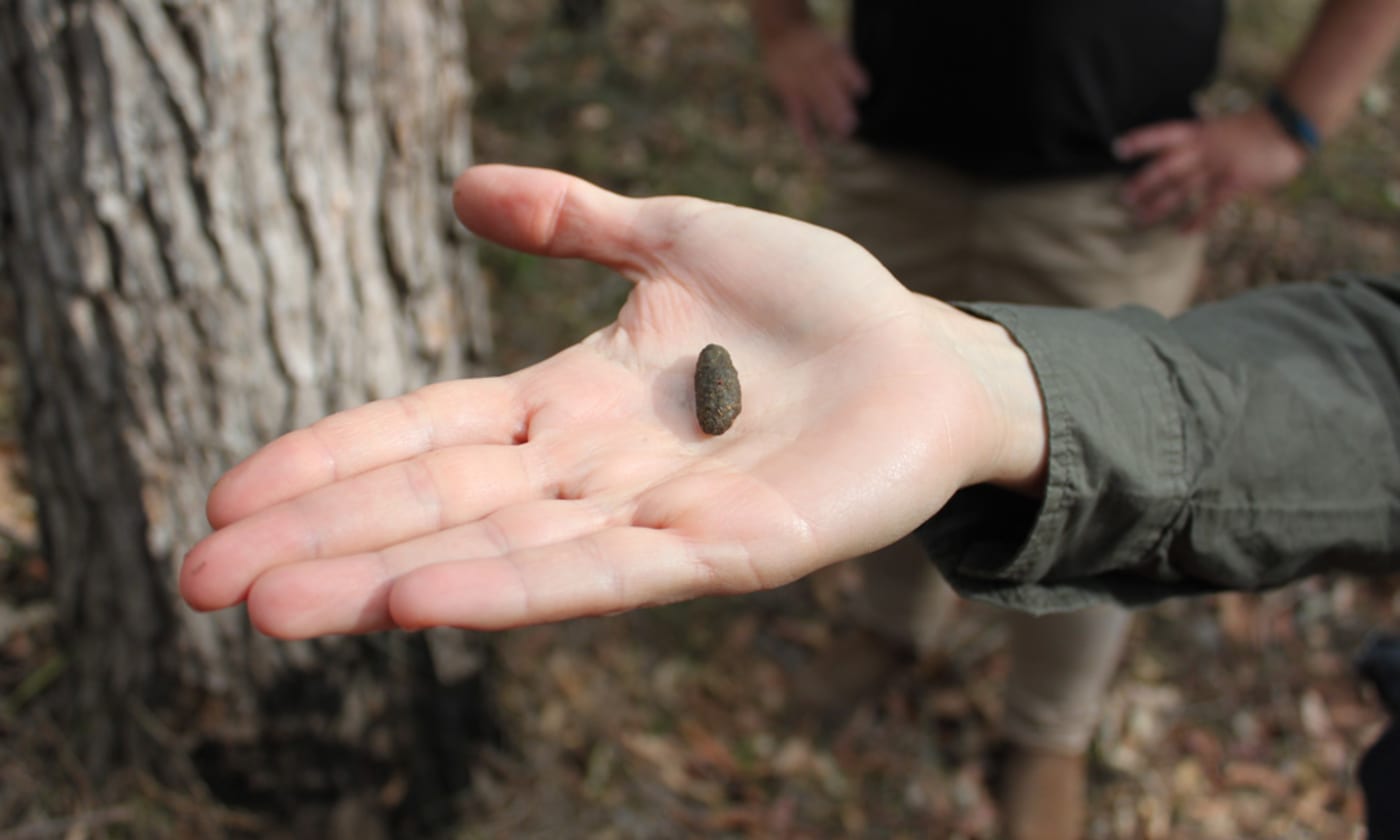 Koala scat found by Maya the koala detection dog on the Sunshine Coast= QLD