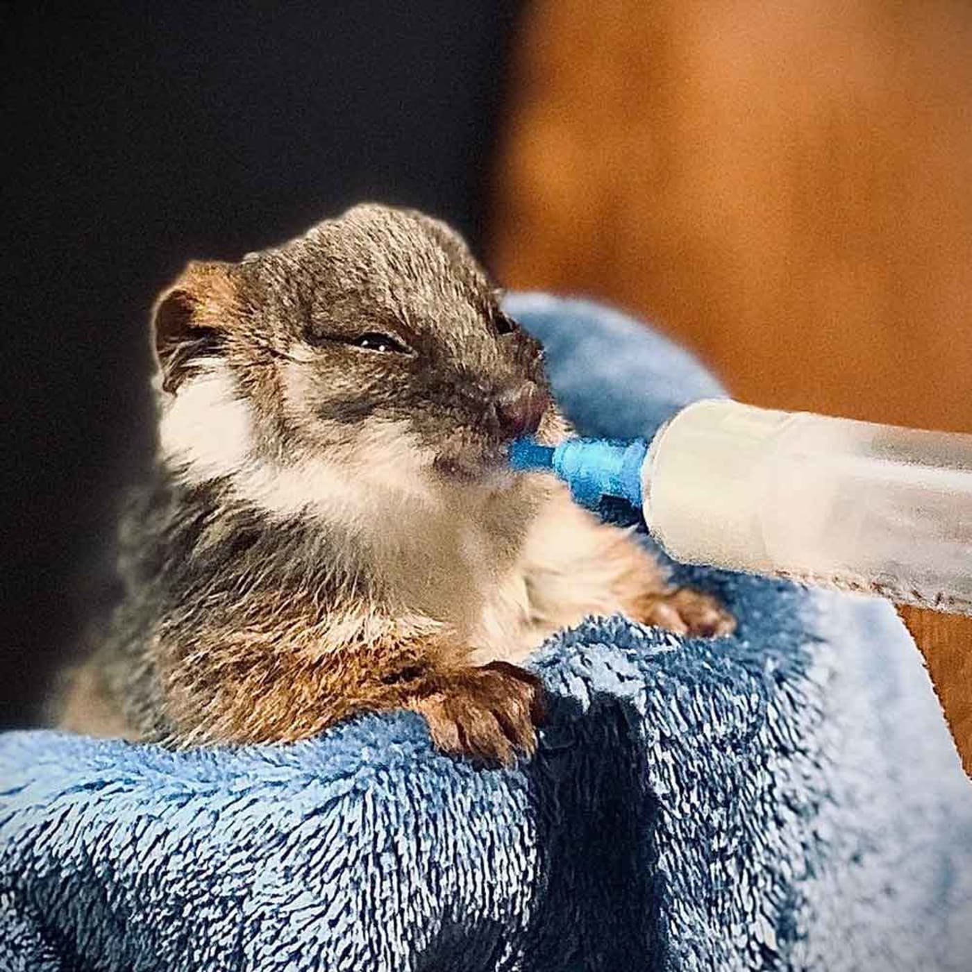 MJ the ringtail possum in care with ROWA