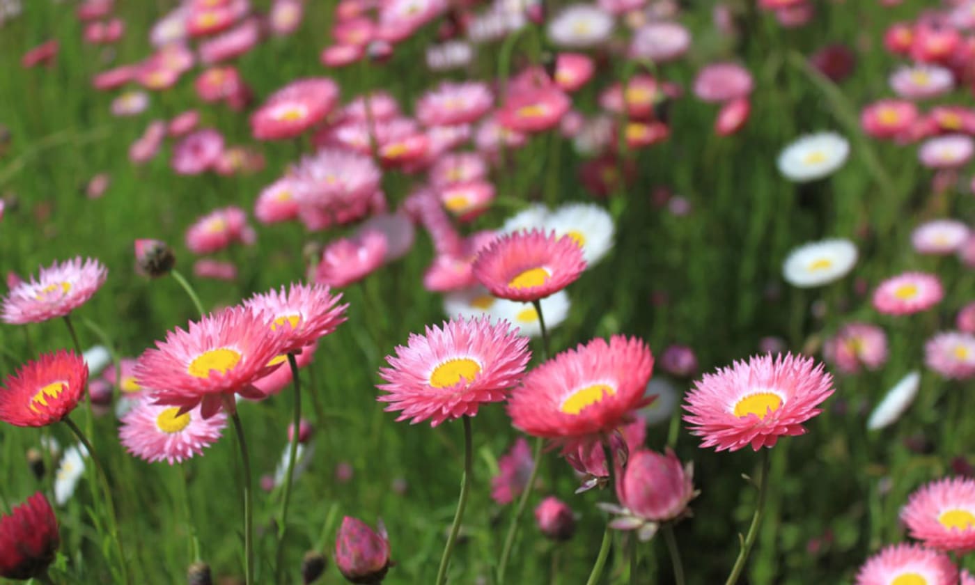 Everlasting daisies in Kings Park= Perth