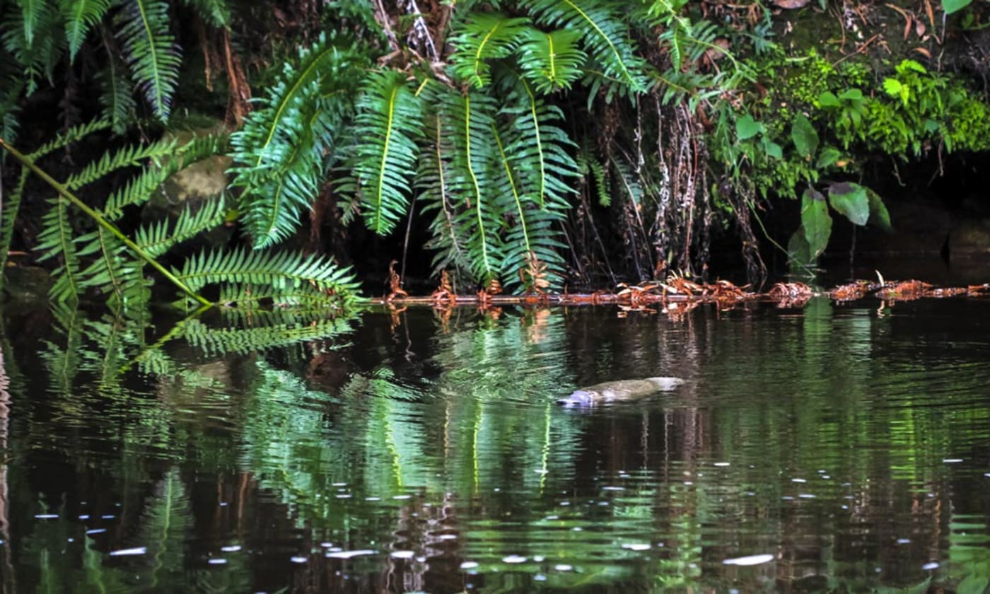 A duck-billed platypus (Ornithorhynchus anatinus) swims in a river in northeast Tasmania