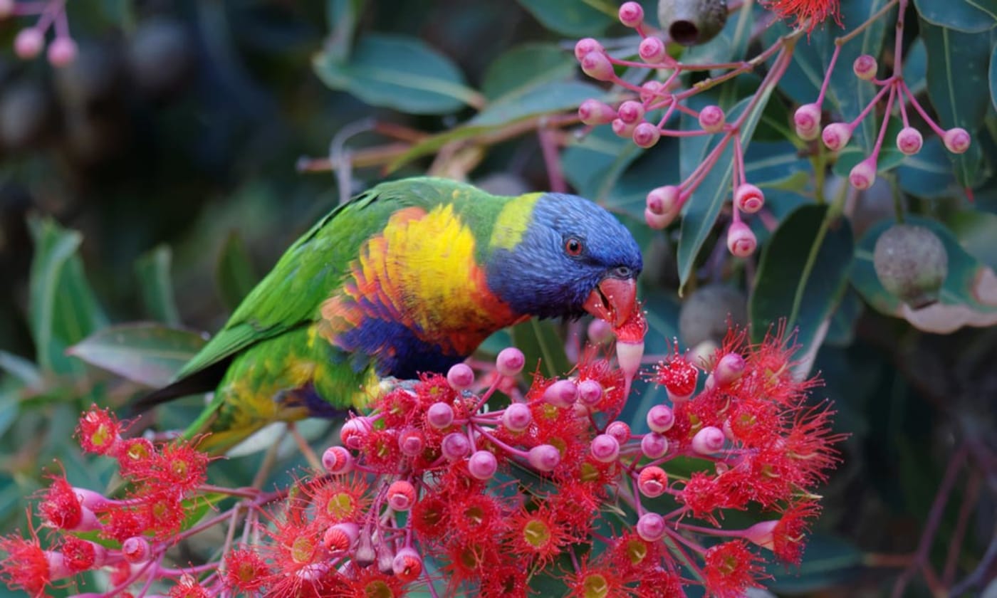 Rainbow lorikeet eating nectar from a red flowering gum tree