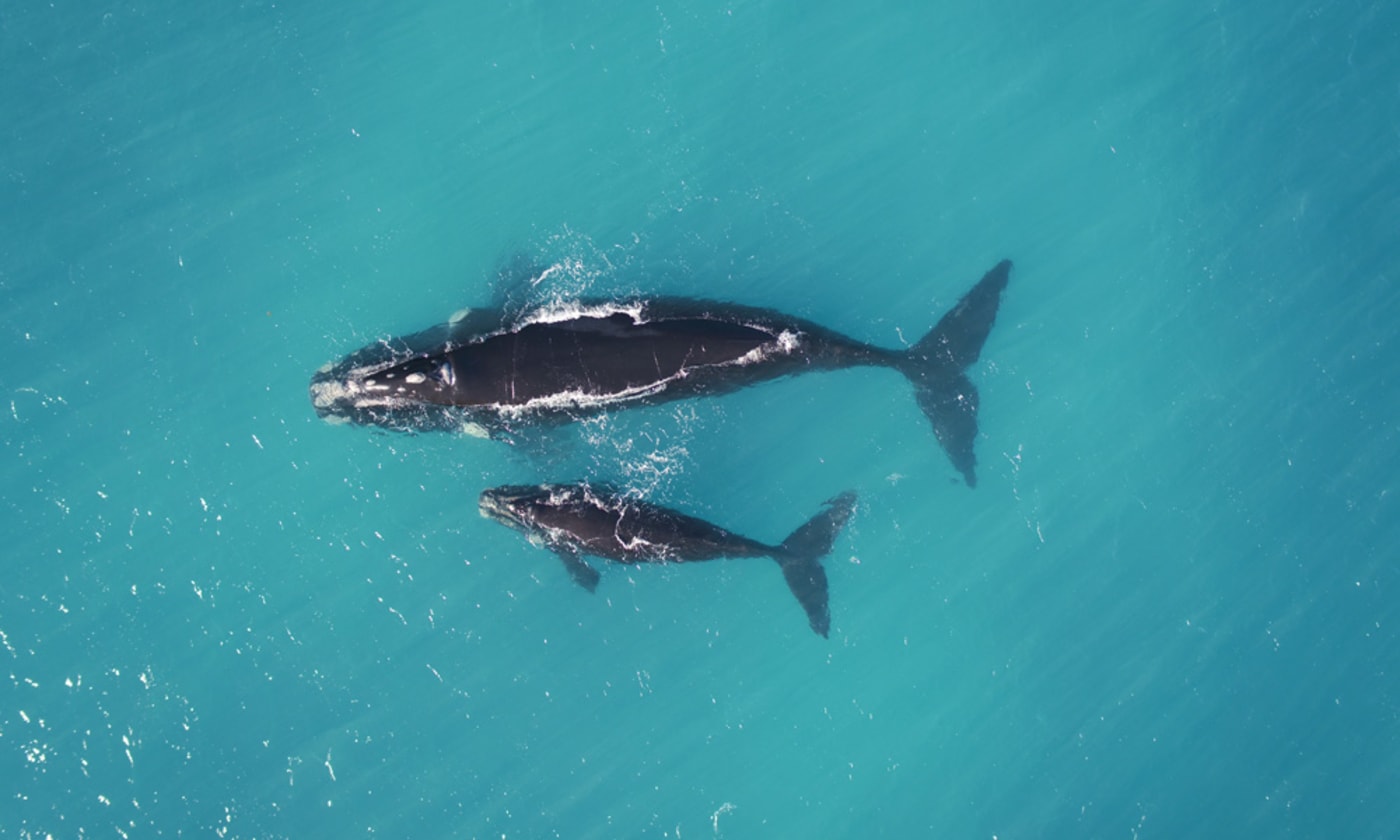 Southern white whale with calf= South Australia