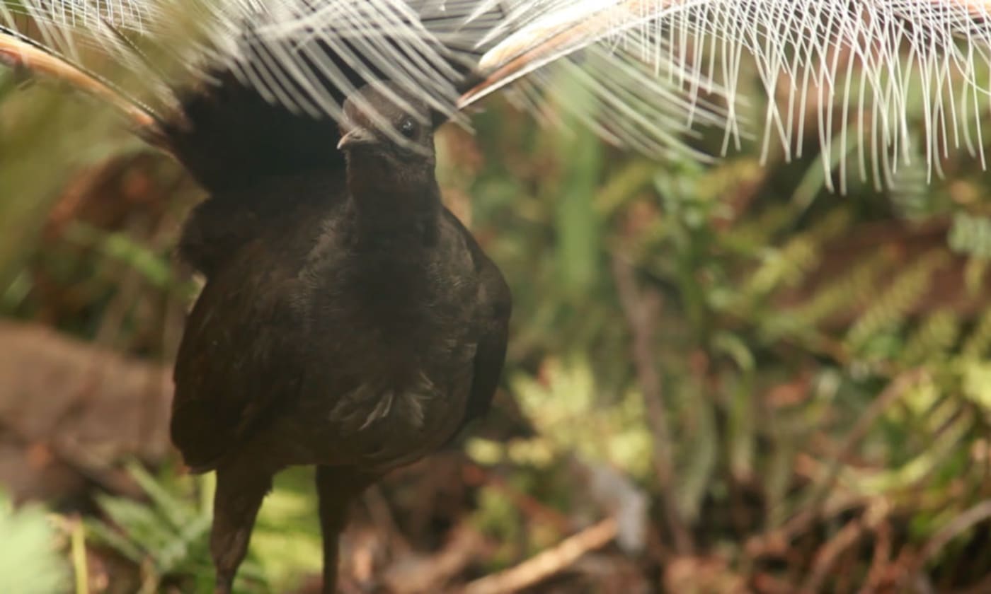 Superb lyrebird