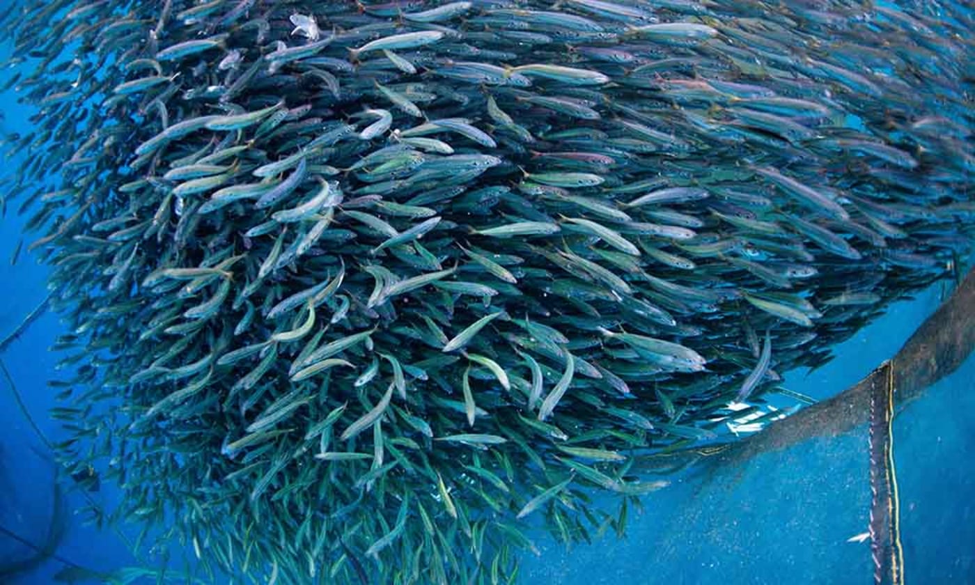 Pole and line tuna and baitfish fishery project= Indonesia. Bitung= Sulawesi= Indonesia. May 2016