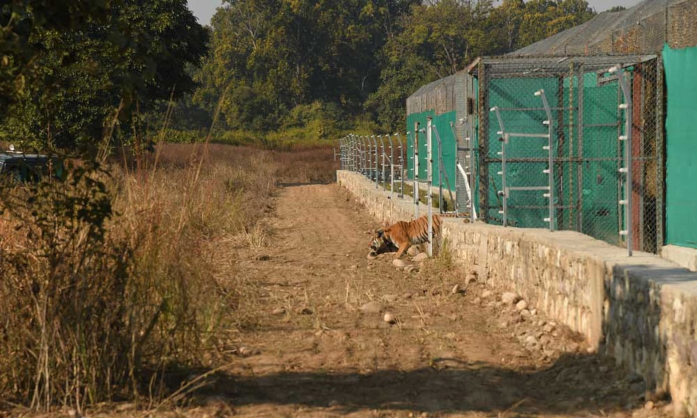 Tiger being released from enclosure