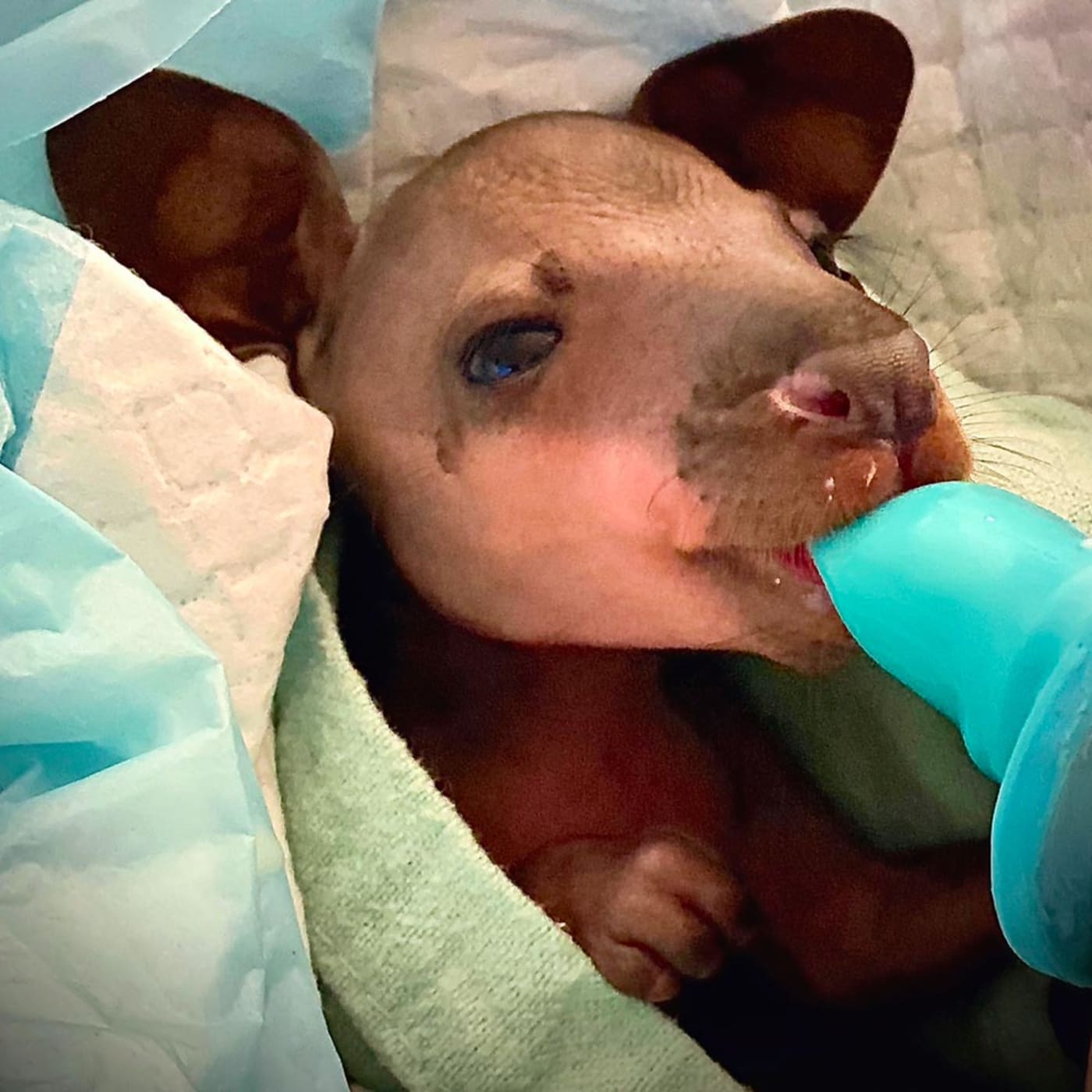 Willowby the swamp wallaby joey in care with ROWA